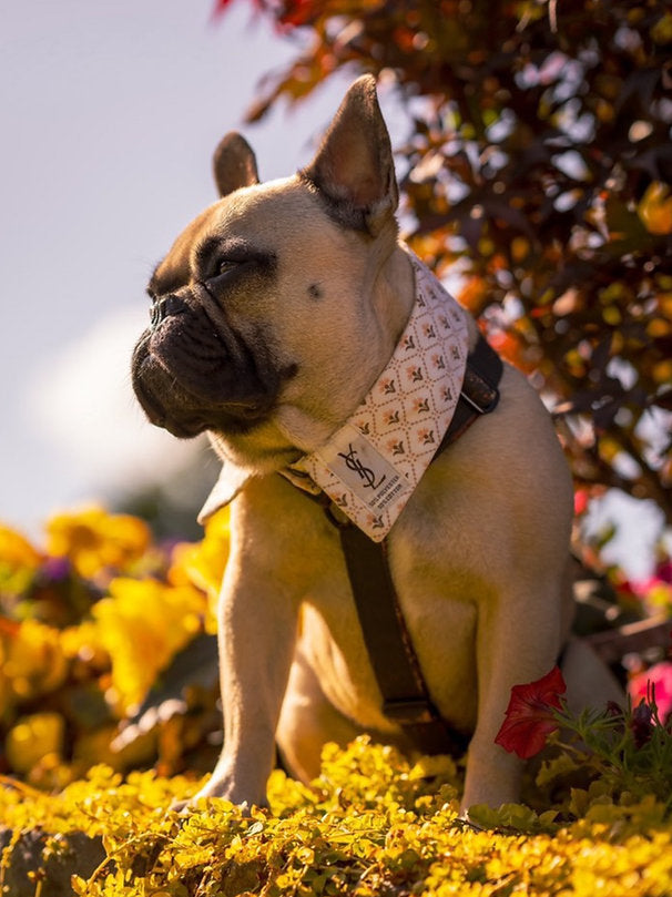 Rosco Shirt Dog Collar by Red & Ginger