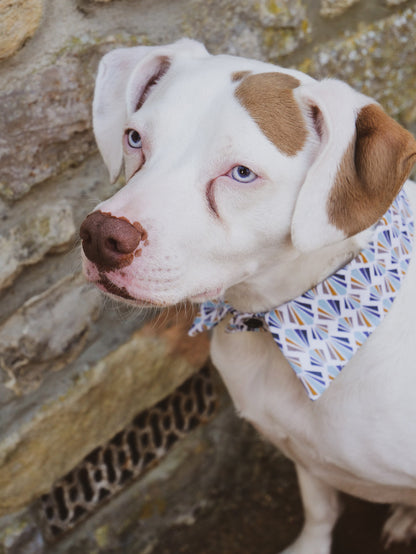 Rosco Shirt Dog Collar by Red & Ginger