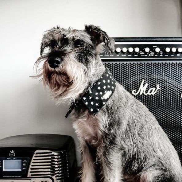 Quaint Shirt Dog Collar by Red & Ginger